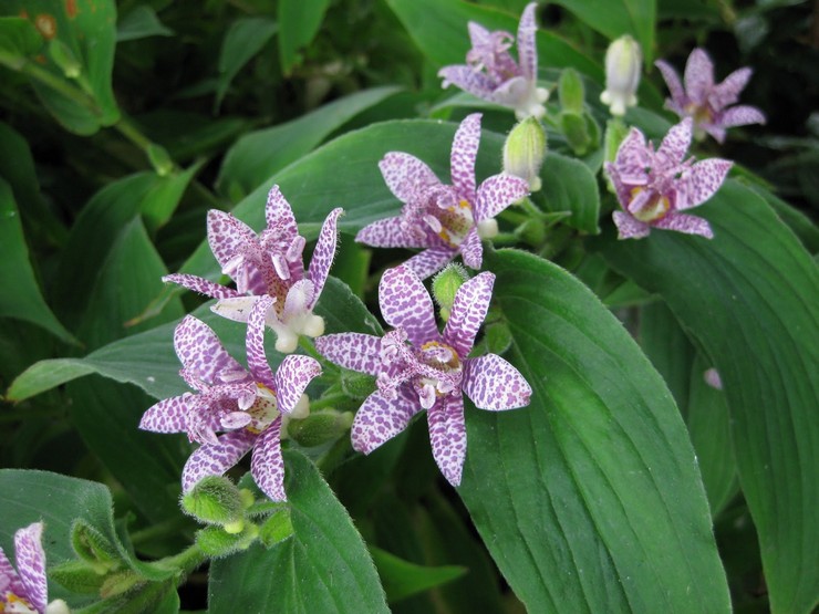 Prendre soin des tricirtis dans le jardin