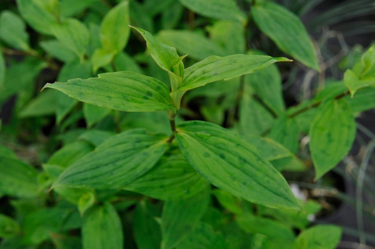 Hivernage du tricyrtis