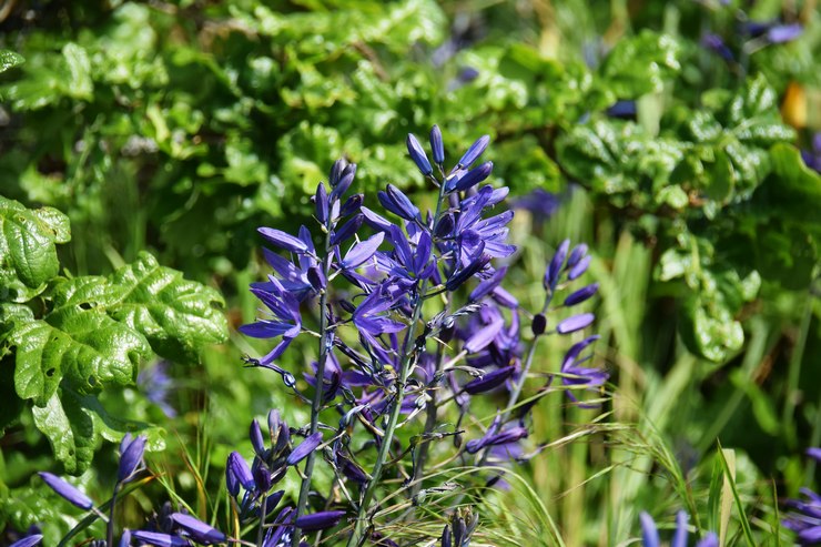 Maladies et ravageurs de la camassia