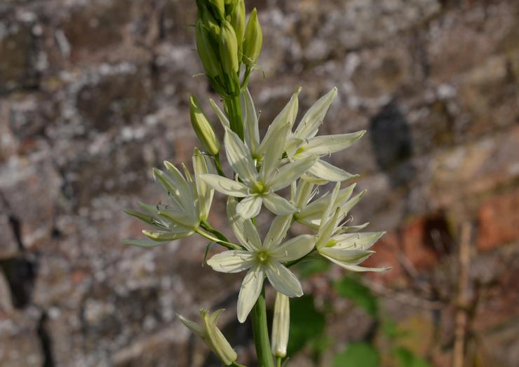 Camassia Leuchtlin