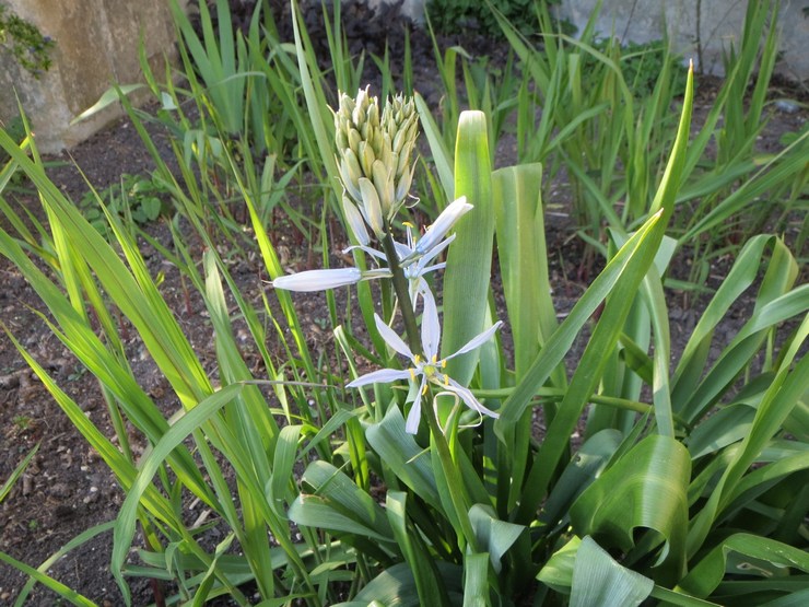 Débarquement de Camassia