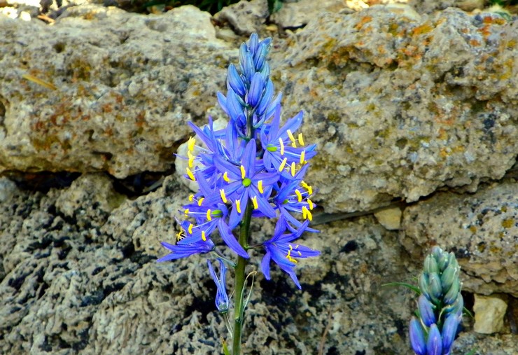 Camassia kvamash