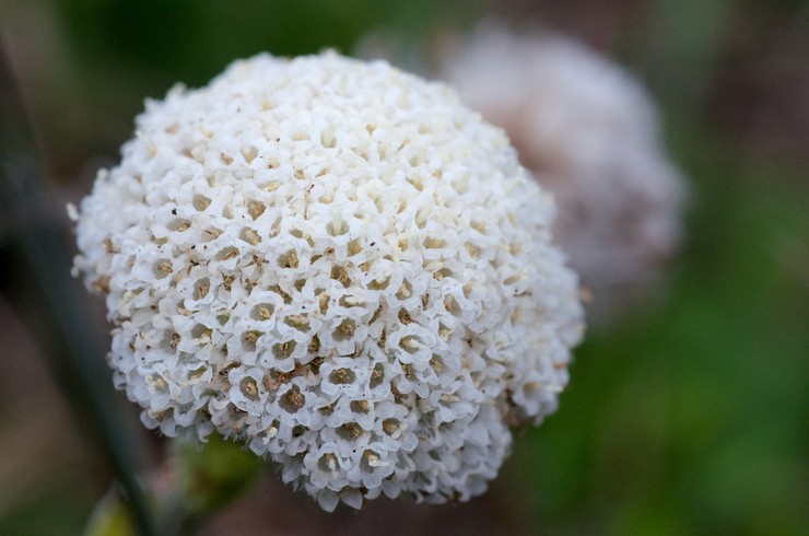 Craspedia à une fleur