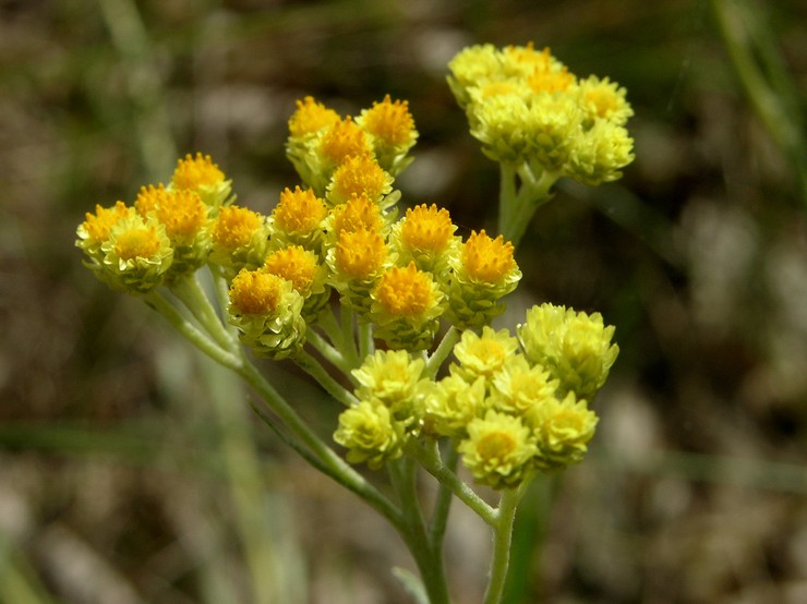 Immortelle de sable