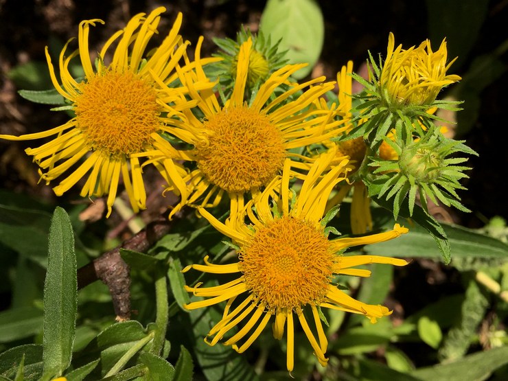 Elecampane britannique