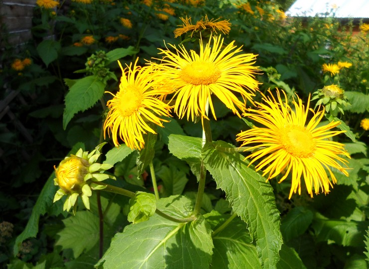 Elecampane high