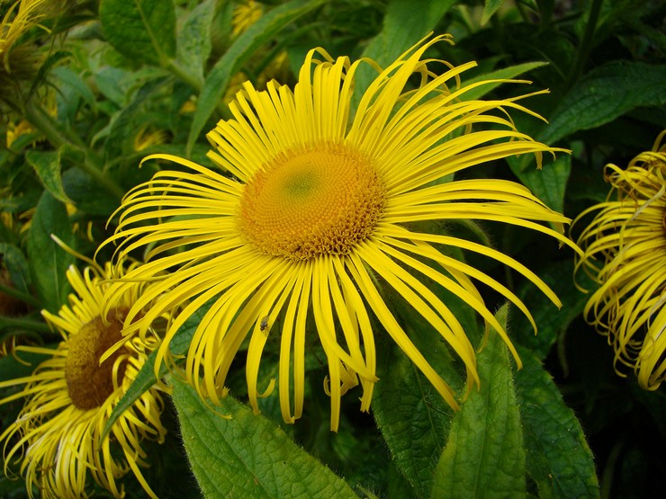 Elecampane magnifique