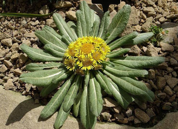 Tête de racine d'Elecampane