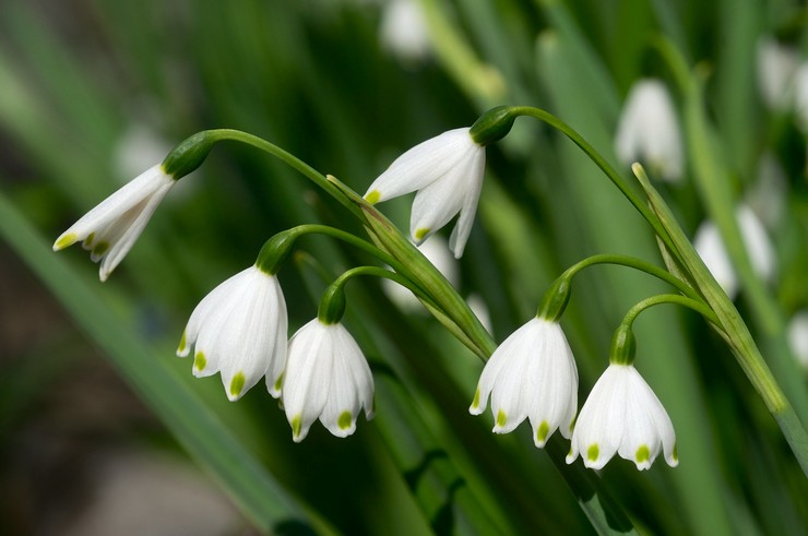 Fleur blanche d'été