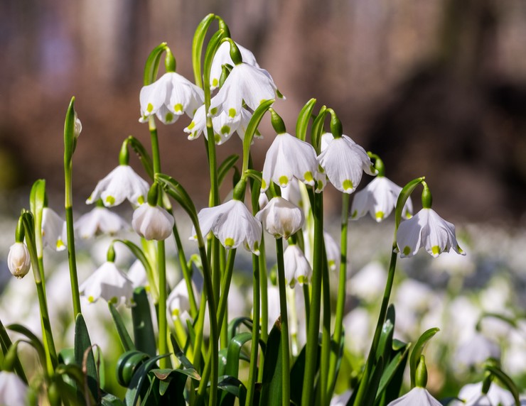 Fleur blanche de printemps