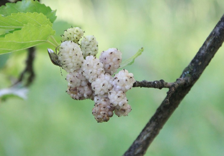 Mûrier blanc