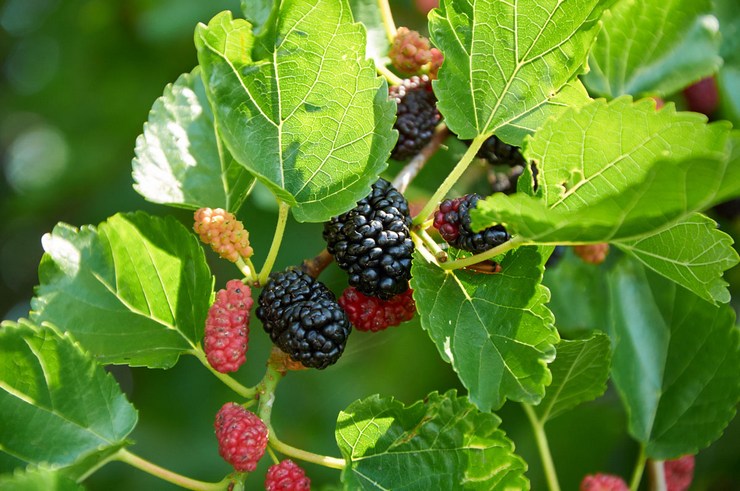 Mûrier noir