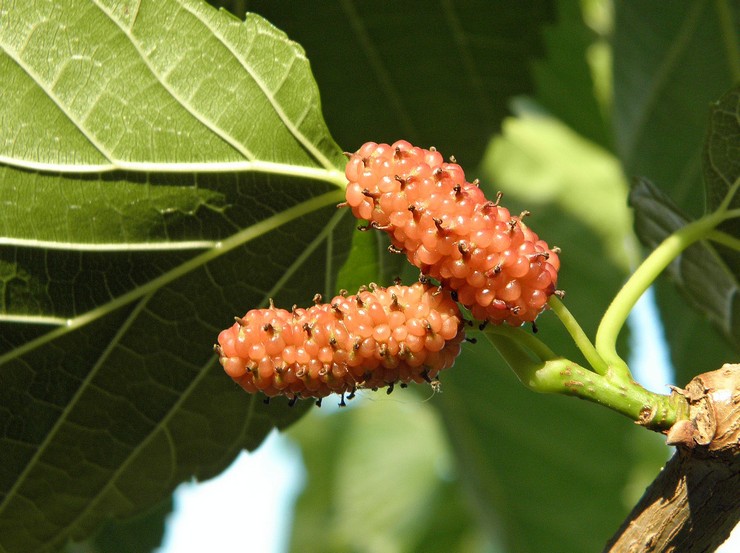 Mûrier rouge