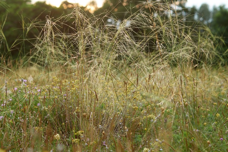 Herbe à plumes poilue