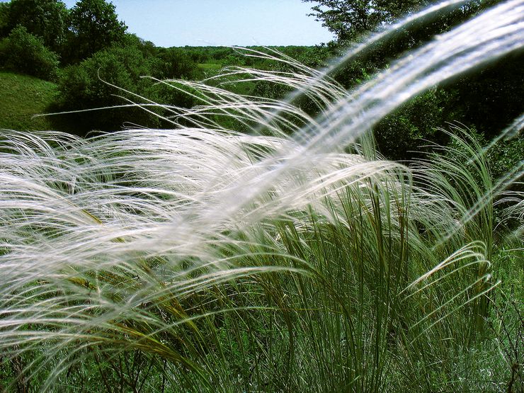 L'herbe à plumes est magnifique