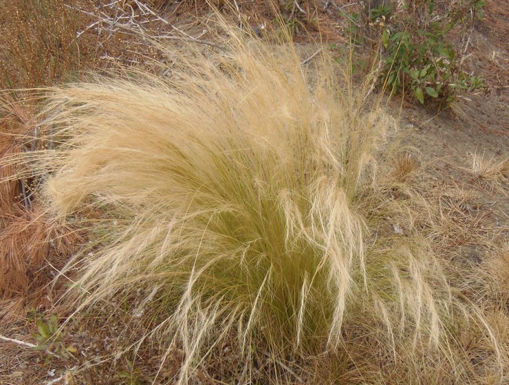 L'herbe à plumes la plus fine