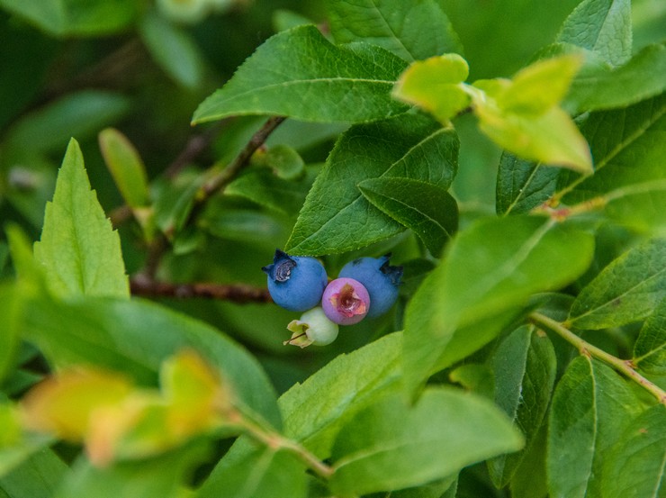 Myrtille Angustifolia