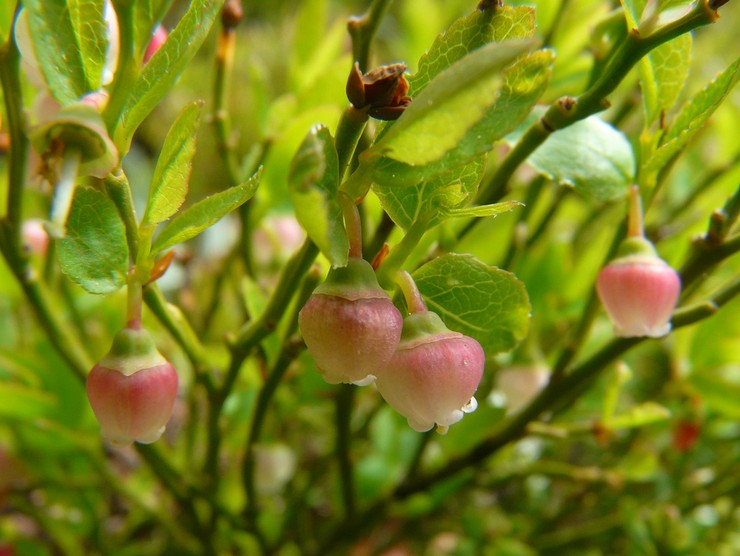 Myrtille panicule