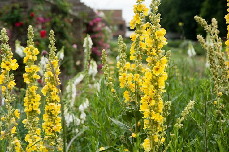 Molène officinalis