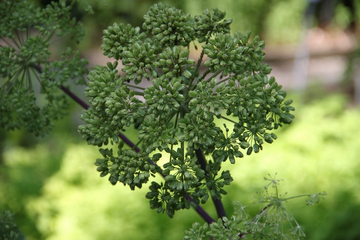 Angelica officinalis