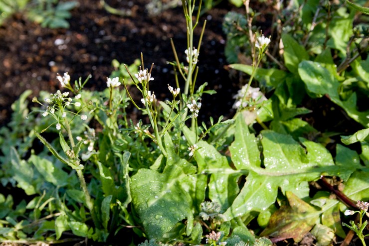 Planter une bourse de berger