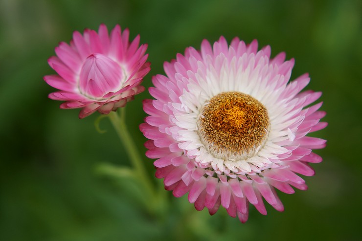 Immortelle végétale