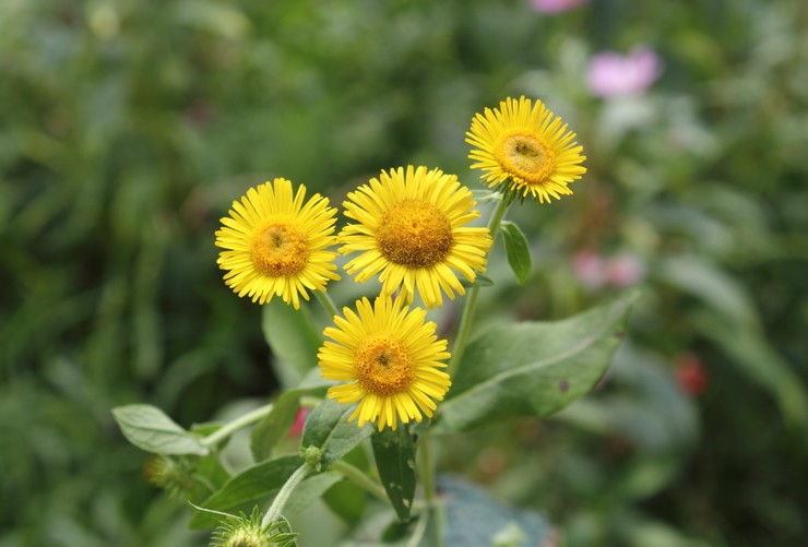 Description d'Elecampane