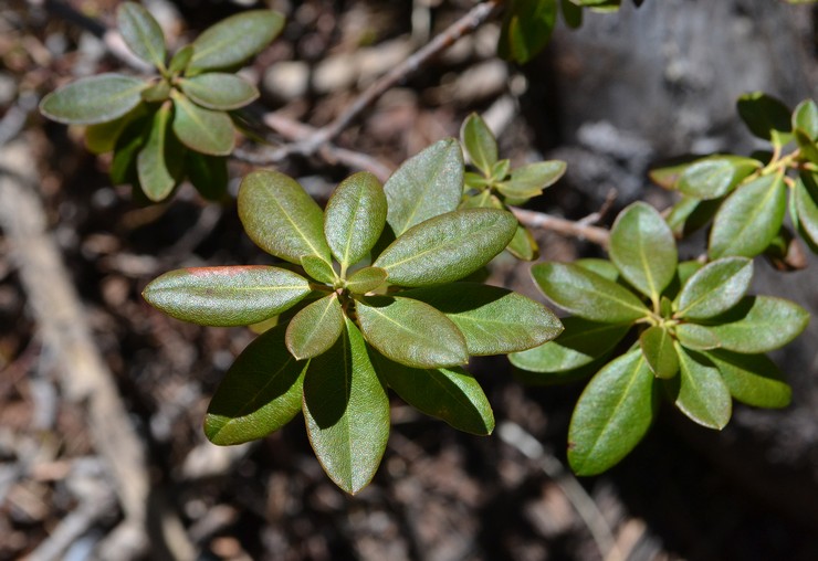 Propagation du romarin sauvage