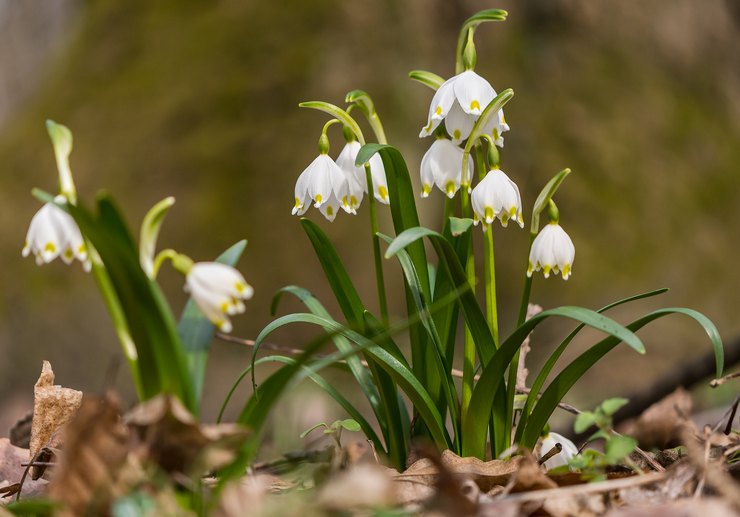 fleur blanche