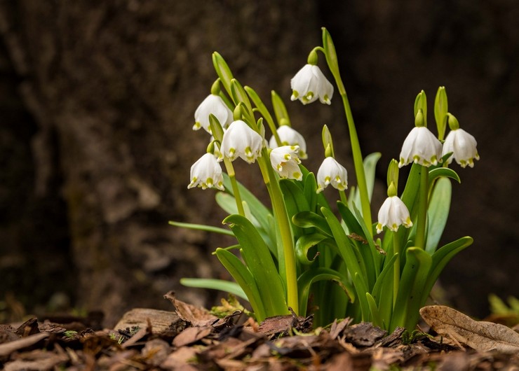 Description de la plante