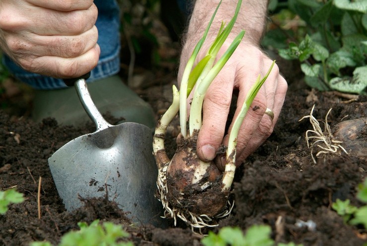 Planter une fleur blanche