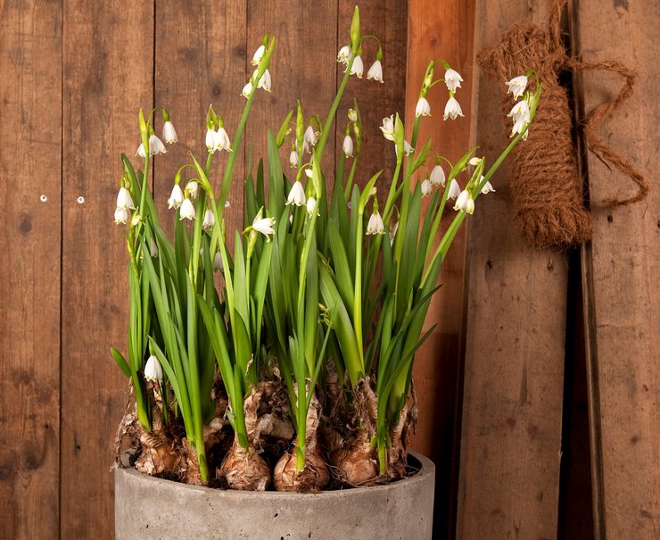 Reproduction de la fleur blanche