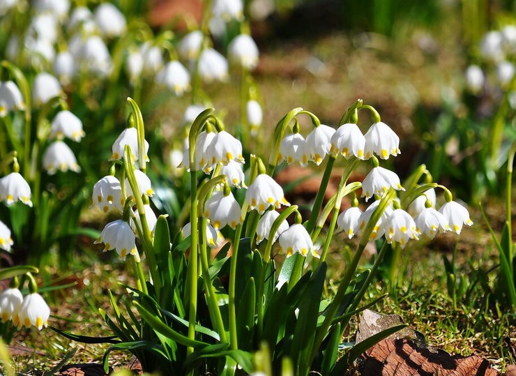 Soin des fleurs blanches