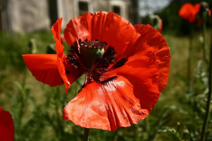 Description de la fleur de pavot