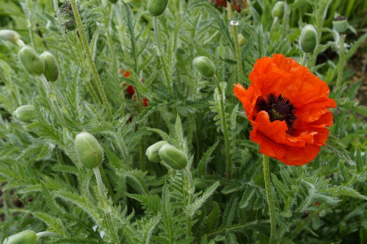 Pavot après la floraison