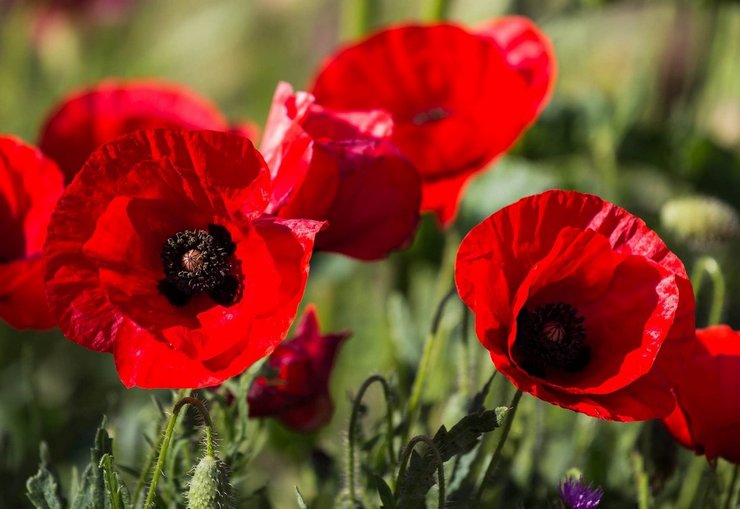 Coquelicot