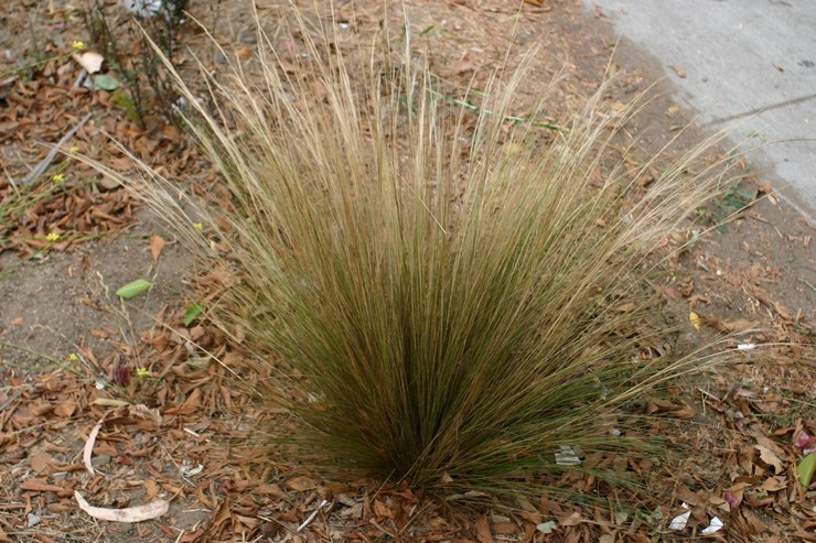 Herbe à plumes