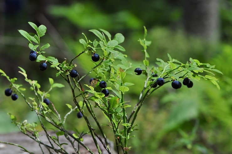 Planter des myrtilles