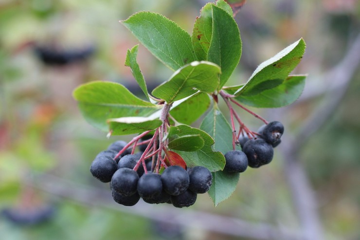 Aronia noir