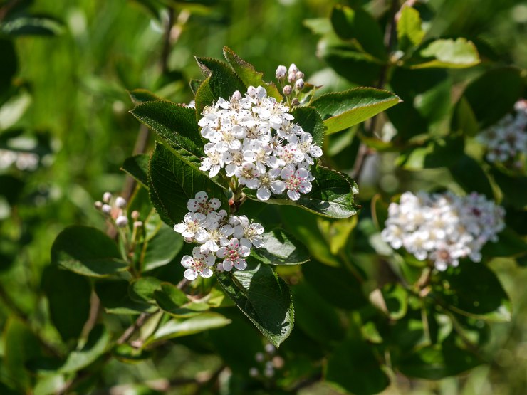 Description de l'Aronia