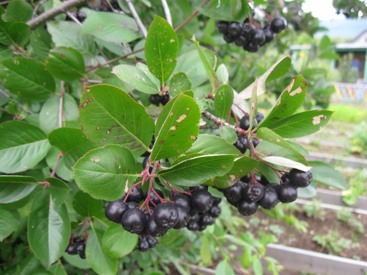 Soin de l'aronia