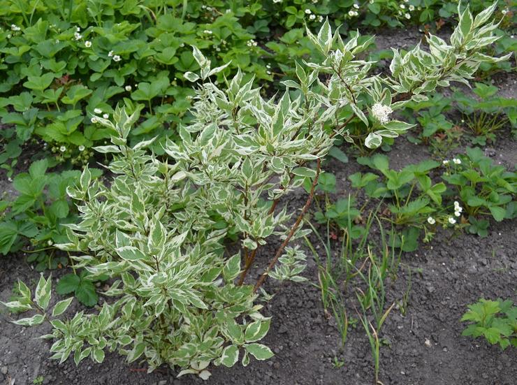 Planter un deren blanc