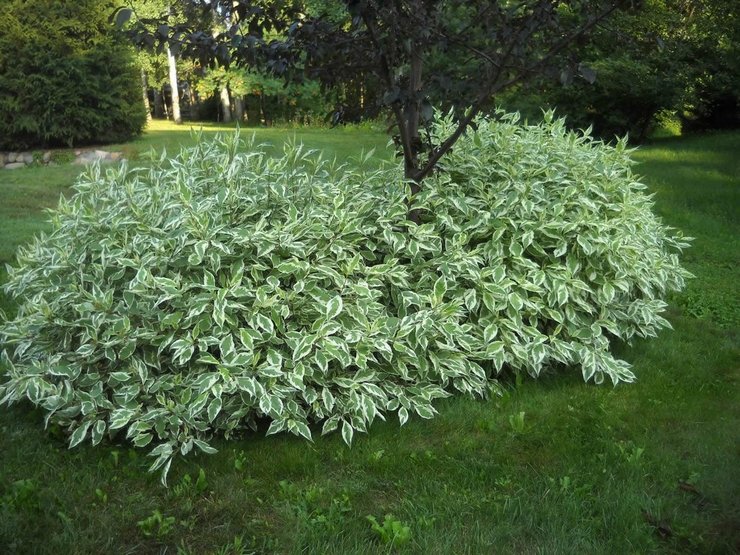 Variétés blanches de deren