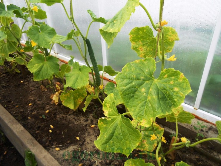 Les feuilles de concombre jaunissent