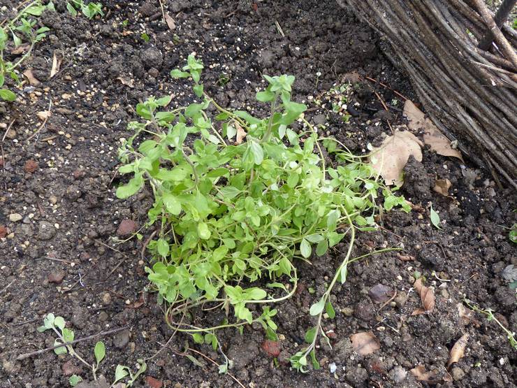 Planter de la marjolaine