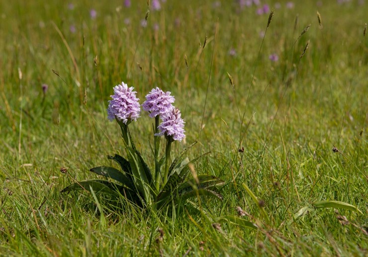 Orchis repéré