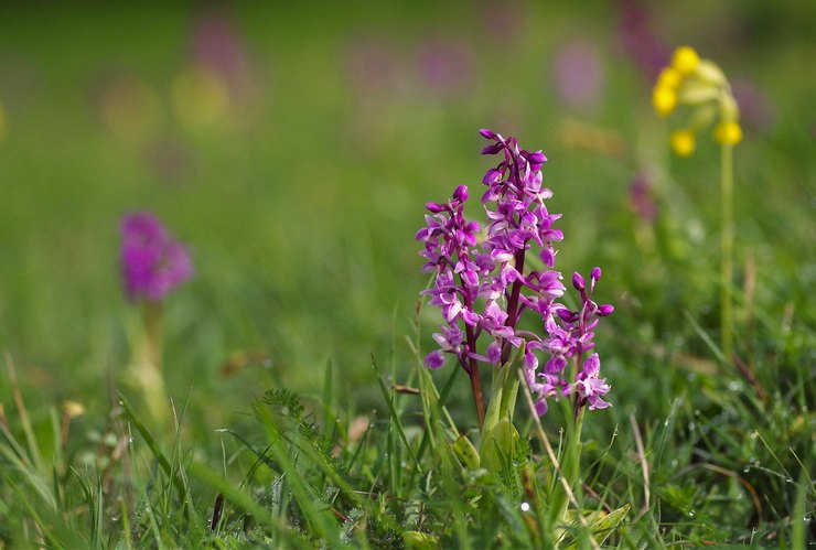 Orchis mâle