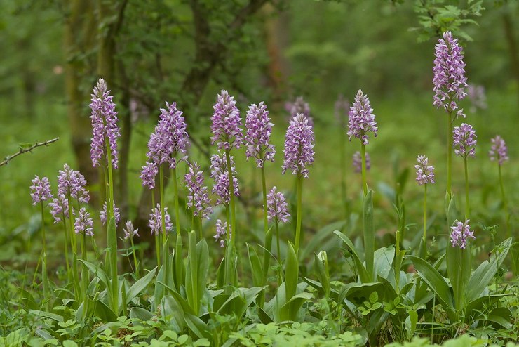 Orchis casqué