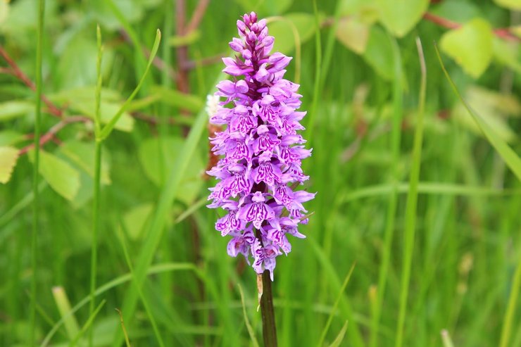 Description d'Orchis