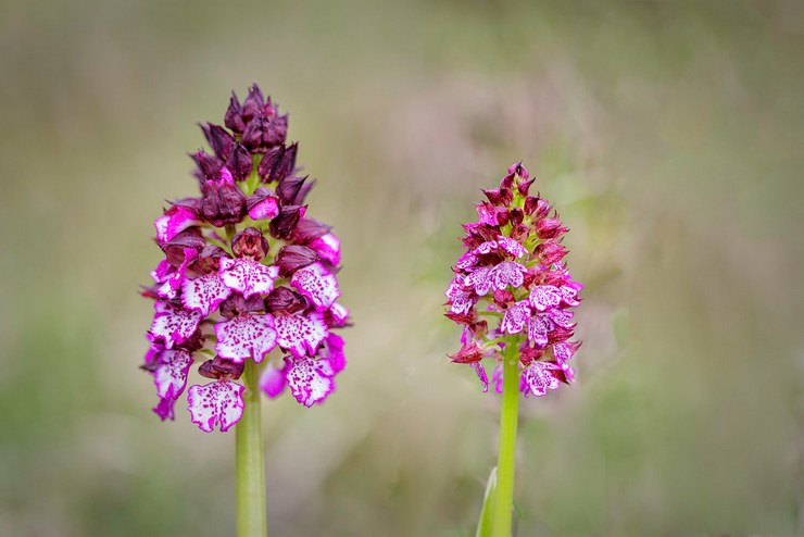 Orchis violet